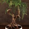 Бонсай Араукария в белой плошке 65 см фото 2 &mdash; Luxurybonsai.ru