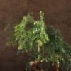 Бонсай Араукария в белой плошке 65 см фото 3 &mdash; Luxurybonsai.ru