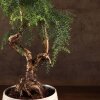 Бонсай Араукария в белой плошке 65 см фото 4 &mdash; Luxurybonsai.ru