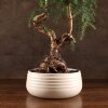 Бонсай Араукария в белой плошке 65 см фото 5 &mdash; Luxurybonsai.ru