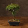 Бонсай Сизигиум 37 см в синей плошке фото 1 &mdash; Luxurybonsai.ru