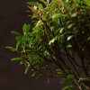 Бонсай Сизигиум 37 см в синей плошке фото 5 &mdash; Luxurybonsai.ru