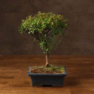 Бонсай Сизигиум 37 см в синей плошке &mdash; Luxurybonsai.ru
