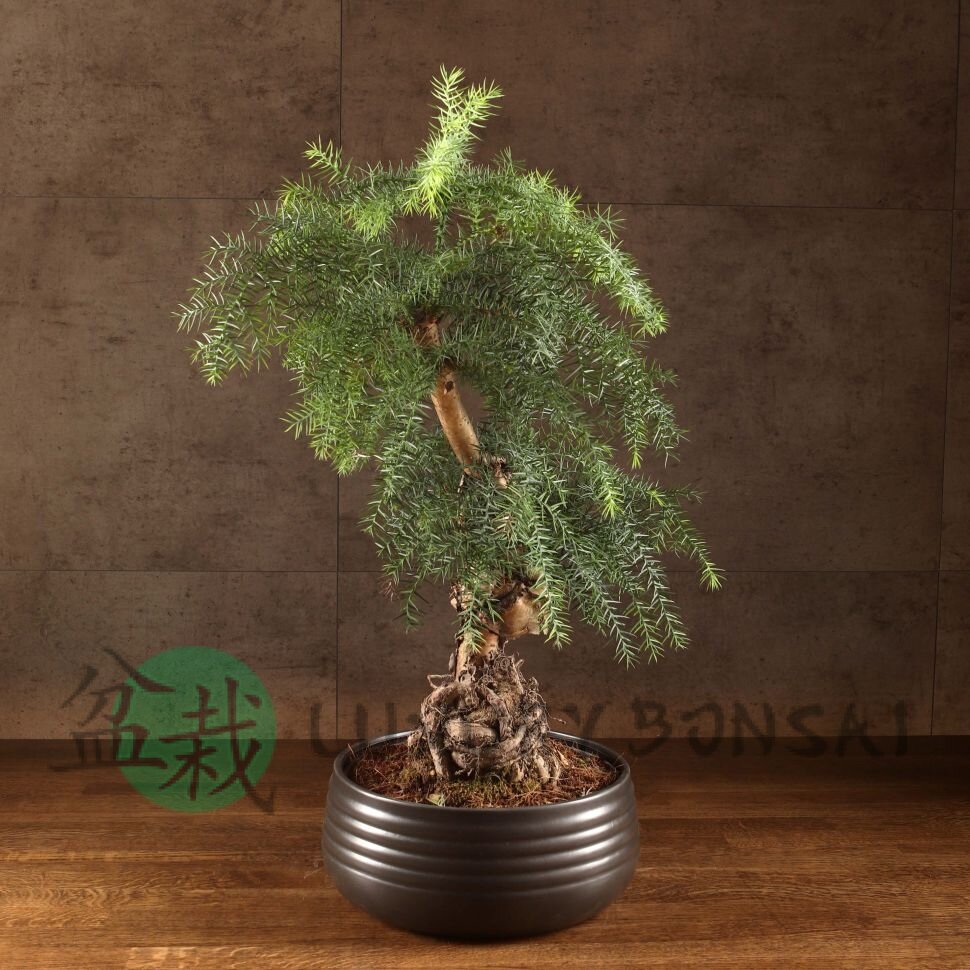 Бонсай Араукария в черной плошке 65 см фото 1 &mdash; Luxurybonsai.ru