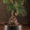 Бонсай Араукария в черной плошке 65 см фото 2 &mdash; Luxurybonsai.ru
