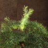 Бонсай Араукария в черной плошке 65 см фото 3 &mdash; Luxurybonsai.ru