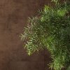 Бонсай Араукария в черной плошке 65 см фото 4 &mdash; Luxurybonsai.ru