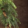 Бонсай Араукария в черной плошке 65 см фото 5 &mdash; Luxurybonsai.ru