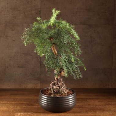 Бонсай Араукария в черной плошке 65 см &mdash; Luxurybonsai.ru