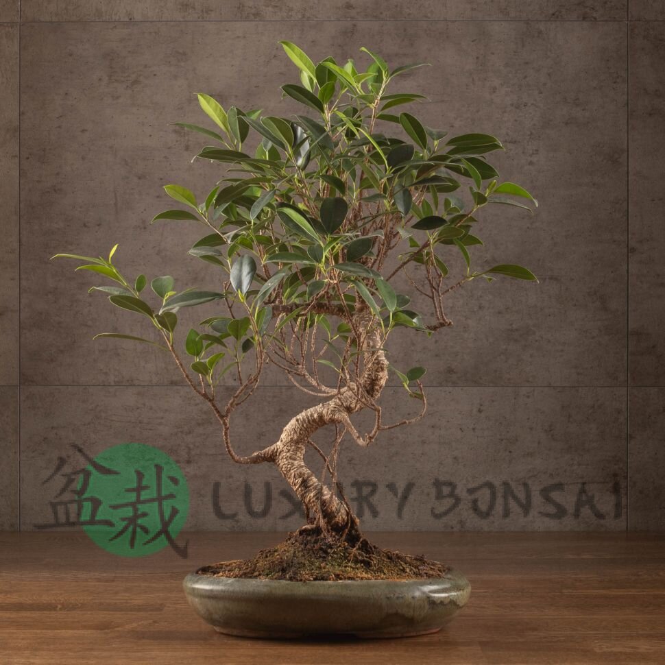 Бонсай Фикус 45 см в изумрудной плошке фото 1 &mdash; Luxurybonsai.ru