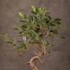Бонсай Фикус 45 см в изумрудной плошке фото 2 &mdash; Luxurybonsai.ru