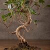 Бонсай Фикус 45 см в изумрудной плошке фото 3 &mdash; Luxurybonsai.ru
