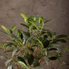 Бонсай Фикус 45 см в изумрудной плошке фото 4 &mdash; Luxurybonsai.ru