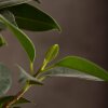 Бонсай Фикус 45 см в изумрудной плошке фото 5 &mdash; Luxurybonsai.ru