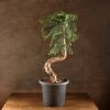 Бонсай Араукария 120/40 фото 1 &mdash; Luxurybonsai.ru