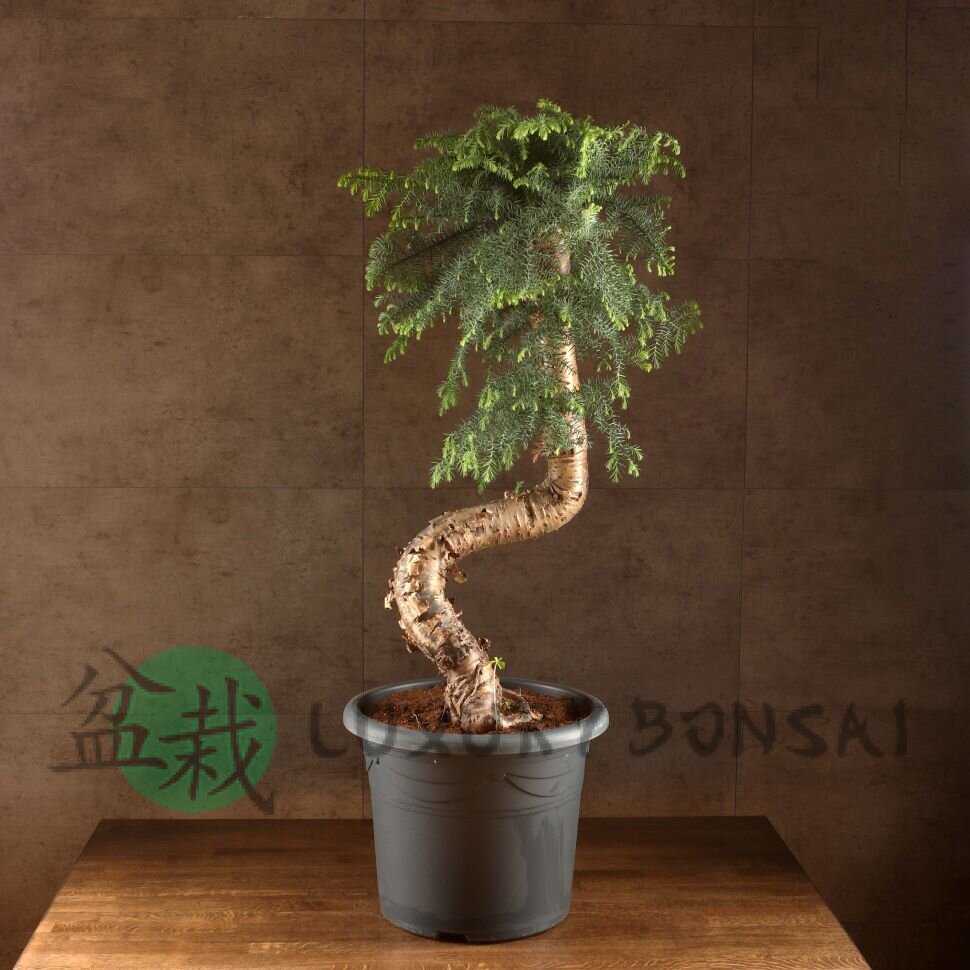 Бонсай Араукария 120/40 фото 1 &mdash; Luxurybonsai.ru