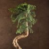 Бонсай Араукария 120/40 фото 2 &mdash; Luxurybonsai.ru