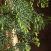 Бонсай Араукария 120/40 фото 3 &mdash; Luxurybonsai.ru