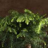 Бонсай Араукария 120/40 фото 4 &mdash; Luxurybonsai.ru