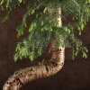 Бонсай Араукария 120/40 фото 5 &mdash; Luxurybonsai.ru