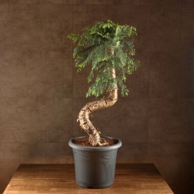 Бонсай Араукария 120/40 &mdash; Luxurybonsai.ru