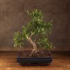 Бонсай Зантоксилум 55 см фото 1 &mdash; Luxurybonsai.ru