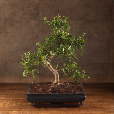 Бонсай Зантоксилум 55 см &mdash; Luxurybonsai.ru