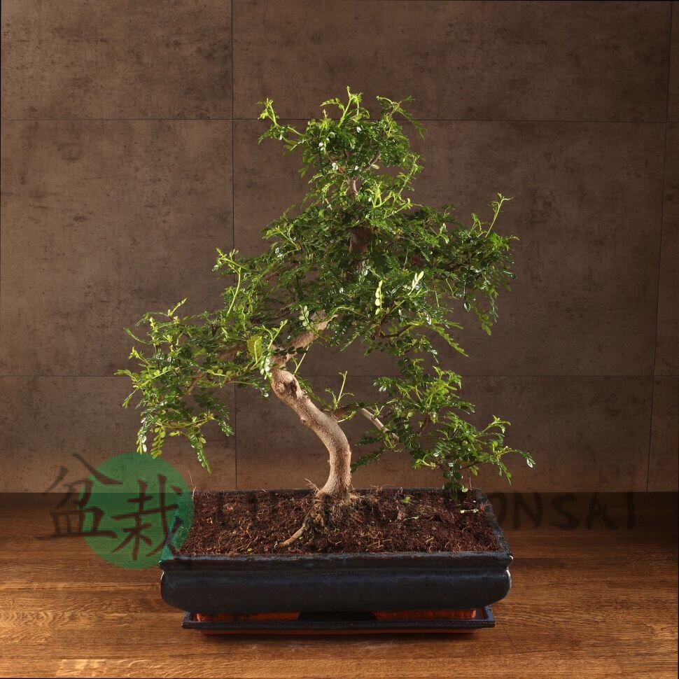 Бонсай Зантоксилум 55 см фото 1 &mdash; Luxurybonsai.ru