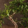 Бонсай Зантоксилум 55 см фото 2 &mdash; Luxurybonsai.ru