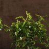 Бонсай Зантоксилум 55 см фото 5 &mdash; Luxurybonsai.ru