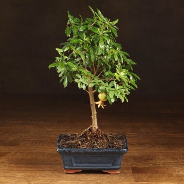 Бонсай Гранат 30 см &mdash; Luxurybonsai.ru
