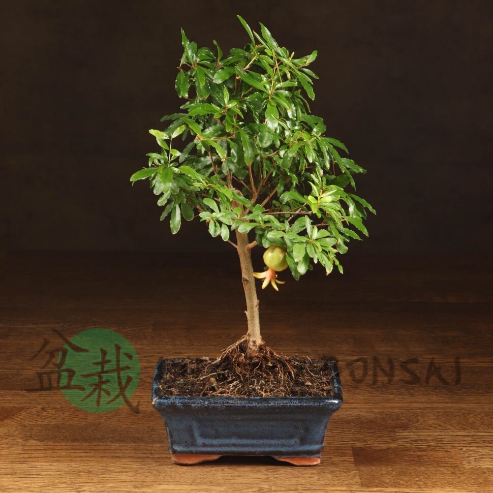 Бонсай Гранат 30 см фото 1 &mdash; Luxurybonsai.ru
