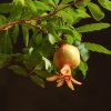 Бонсай Гранат 30 см фото 2 &mdash; Luxurybonsai.ru