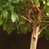 Бонсай Гранат 30 см фото 3 &mdash; Luxurybonsai.ru