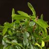 Бонсай Гранат 30 см фото 4 &mdash; Luxurybonsai.ru