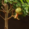 Бонсай Гранат 30 см фото 5 &mdash; Luxurybonsai.ru