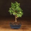 Бонсай Гранат 30 см фото 1 &mdash; Luxurybonsai.ru