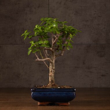 Бонсай Портулакария 20 см &mdash; Luxurybonsai.ru