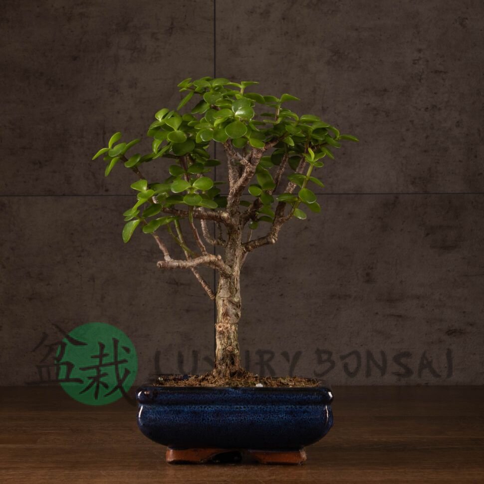 Бонсай Портулакария 20 см фото 1 &mdash; Luxurybonsai.ru