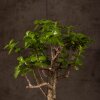 Бонсай Портулакария 20 см фото 2 &mdash; Luxurybonsai.ru