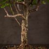Бонсай Портулакария 20 см фото 3 &mdash; Luxurybonsai.ru