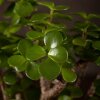 Бонсай Портулакария 20 см фото 4 &mdash; Luxurybonsai.ru