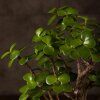 Бонсай Портулакария 20 см фото 5 &mdash; Luxurybonsai.ru