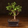 Бонсай Портулакария 20 см фото 1 &mdash; Luxurybonsai.ru