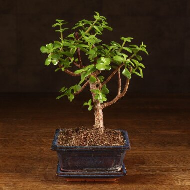 Бонсай Портулакария 20 см &mdash; Luxurybonsai.ru