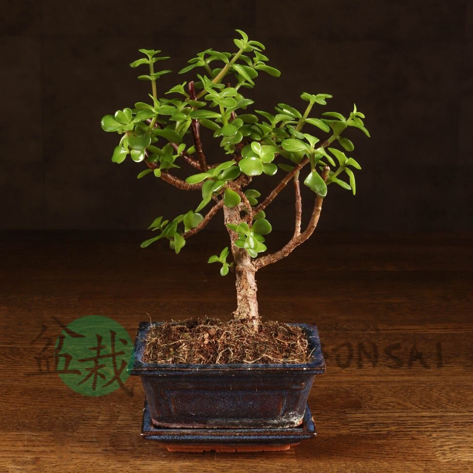 Бонсай Портулакария 20 см фото 1 &mdash; Luxurybonsai.ru