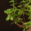 Бонсай Портулакария 20 см фото 2 &mdash; Luxurybonsai.ru
