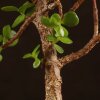 Бонсай Портулакария 20 см фото 3 &mdash; Luxurybonsai.ru