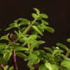 Бонсай Портулакария 20 см фото 4 &mdash; Luxurybonsai.ru