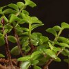 Бонсай Портулакария 20 см фото 5 &mdash; Luxurybonsai.ru